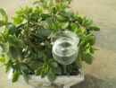 Arrosoir automatique en forme de fleur en verre – Image 3